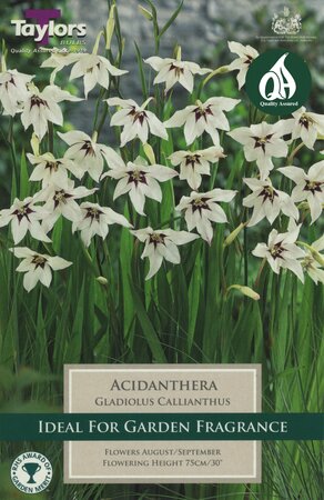 GLADIOLUS CALLIANTHUS (ACIDANTHERA)