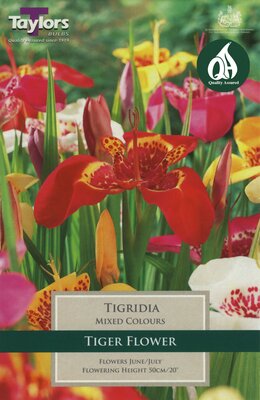 TIGRIDIA (TIGER FLOWER)