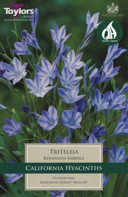 TRITELEIA KONINGIN FABIOLA