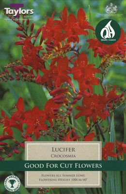 CROCOSMIA LUCIFER