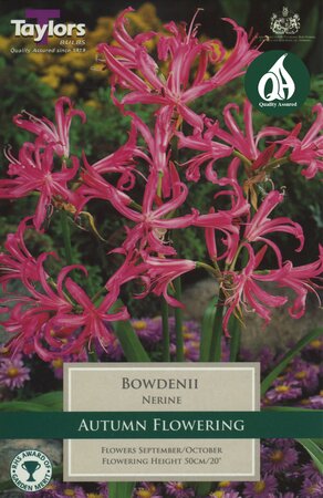 NERINE BOWDENII