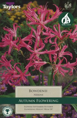 NERINE BOWDENII