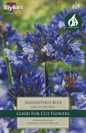 AGAPANTHUS BLUE (LILY OF THE NILE)