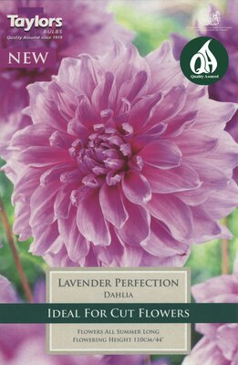 DAHLIA LAVENDER PERFECTION