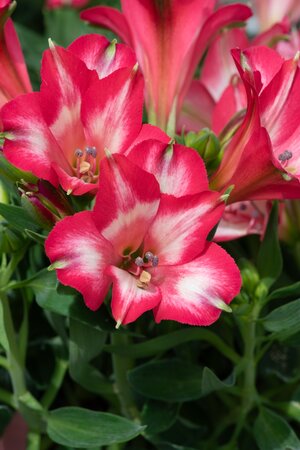 3L ALSTROEMERIA INTICANCHA® MIRABEL