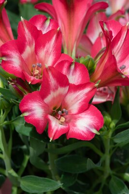 3L ALSTROEMERIA INTICANCHA® MIRABEL