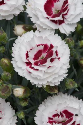2L DIANTHUS SCENT FIRST® COCONUT SUNDAE