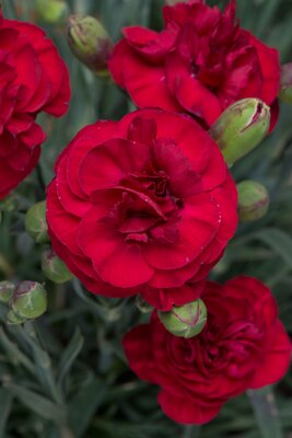 2L DIANTHUS SCENT FIRST® PASSION