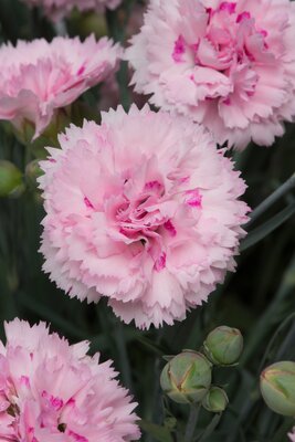 2L DIANTHUS SCENT FIRST® CANDY FLOSS