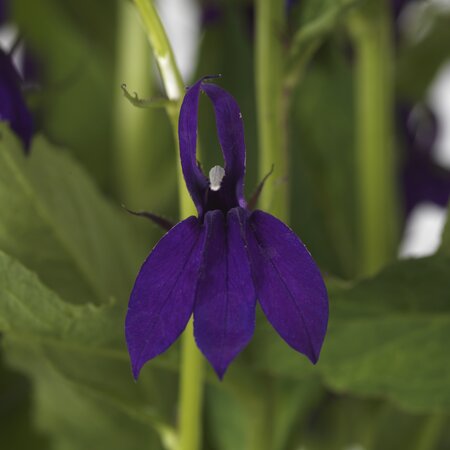 3L LOBELIA STARSHIP BLUE