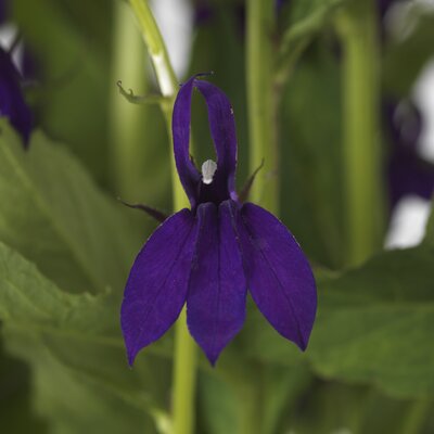 3L LOBELIA STARSHIP BLUE