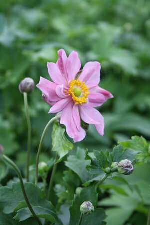 3L ANEMONE 'PRETTY LADY EMILY'