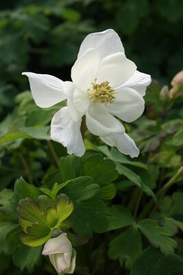 2L AQUILEGIA 'SPRING MAGIC WHITE'