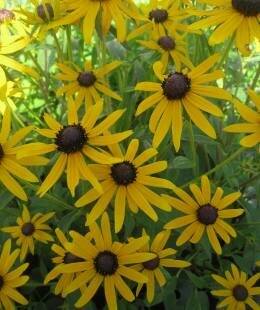2L RUDBECKIA 'LITTLE GOLDSTAR'