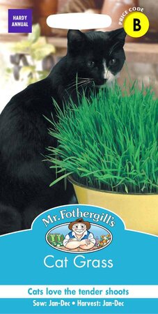 CAT GRASS AVENA SATIVA