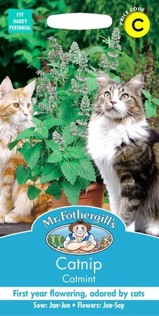 CATMINT CATNIP