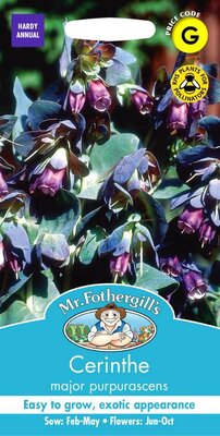 CERINTHE MAJOR PURPURASCENS