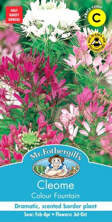 CLEOME COLOUR FOUNTAIN