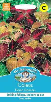 COLEUS FLAME DANCERS