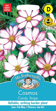 COSMOS CANDY STRIPE
