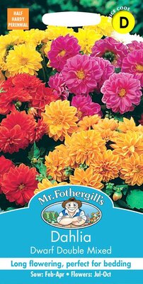 DAHLIA DWARF DOUBLE MIXED