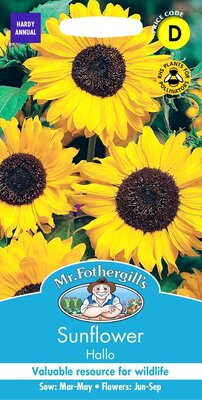 SUNFLOWER HALLO