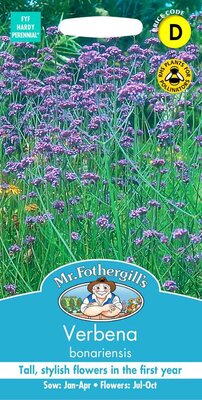 VERBENA BONARIENSIS