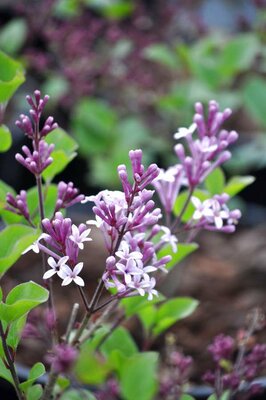 3L SYRINGA MEYERI 'PALIBIN'