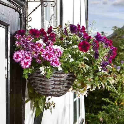 14IN PINTO HANGING BASKET - image 1