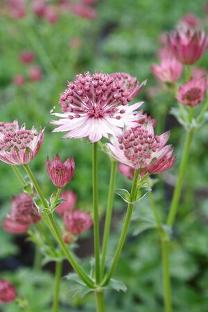 2L ASTRANTIA 'ROMA'
