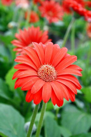 2L GERBERA 'SWEET LOVE'