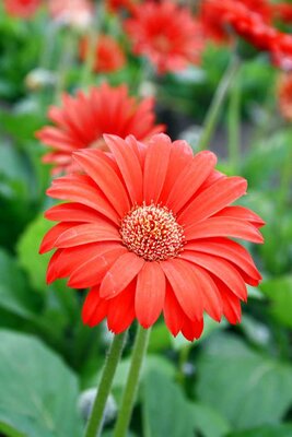 2L GERBERA 'SWEET LOVE'
