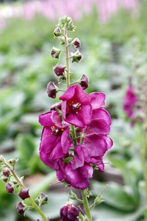 2L VERBASCUM 'ROYALTY'