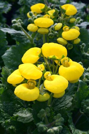 2L CALCEOLARIA 'CALYNOPSIS YELLOW'