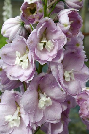 2L DELPHINIUM 'TURKISH DELIGHT'