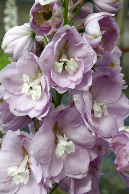 2L DELPHINIUM 'TURKISH DELIGHT'