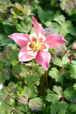 2L AQUILEGIA 'SPRING MAGIC ROSE & IVORY'