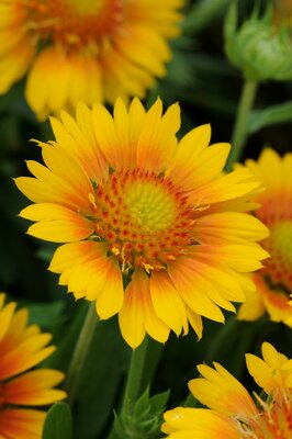 2L GAILLARDIA MESA PEACH
