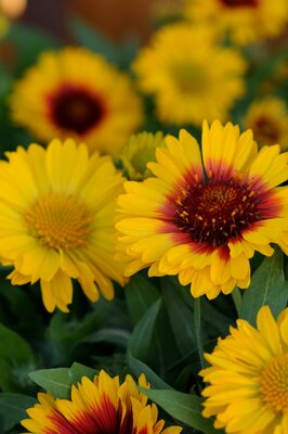 2L GAILLARDIA MESA BRIGHT BICOLOUR