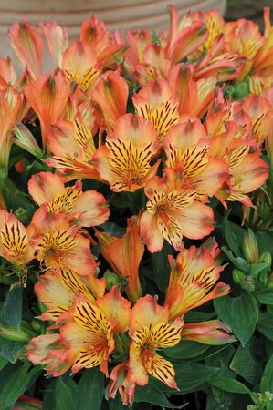 3L ALSTROEMERIA INTICANCHA® BRYCE