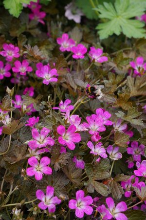 3L GERANIUM ORKNEY CHERRY
