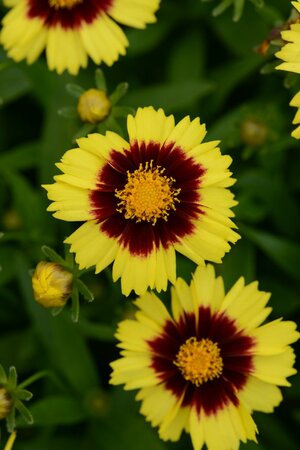 3L COREOPSIS UPTICK YELLOW & RED