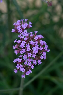 3L VERBENA BONNIE BLUE
