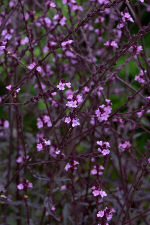 3L VERBENA LAVENDER LACE