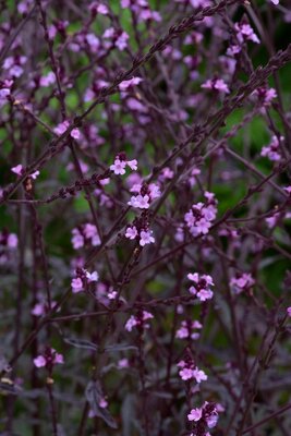 3L VERBENA LAVENDER LACE