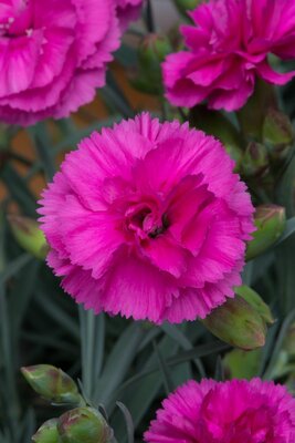 2L DIANTHUS SCENT FIRST® TICKLED PINK