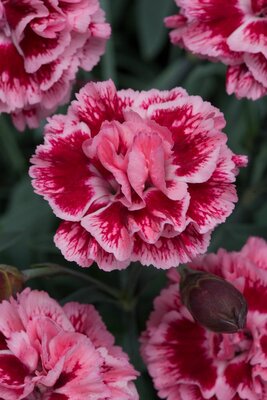 2L DIANTHUS SCENT FIRST® SUGAR PLUM