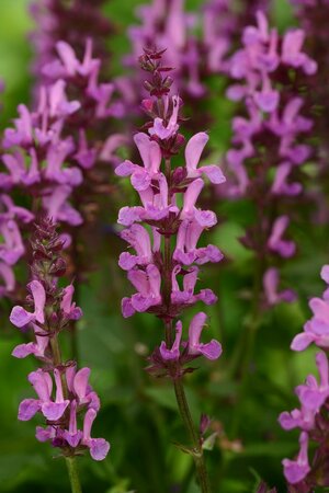3L SALVIA MARVEL ROSE