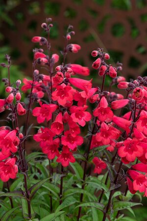 5L PENSTEMON MOUNTAIN TREATS RED