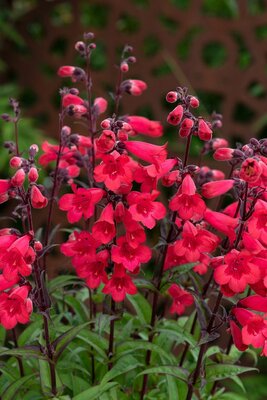 5L PENSTEMON MOUNTAIN TREATS RED